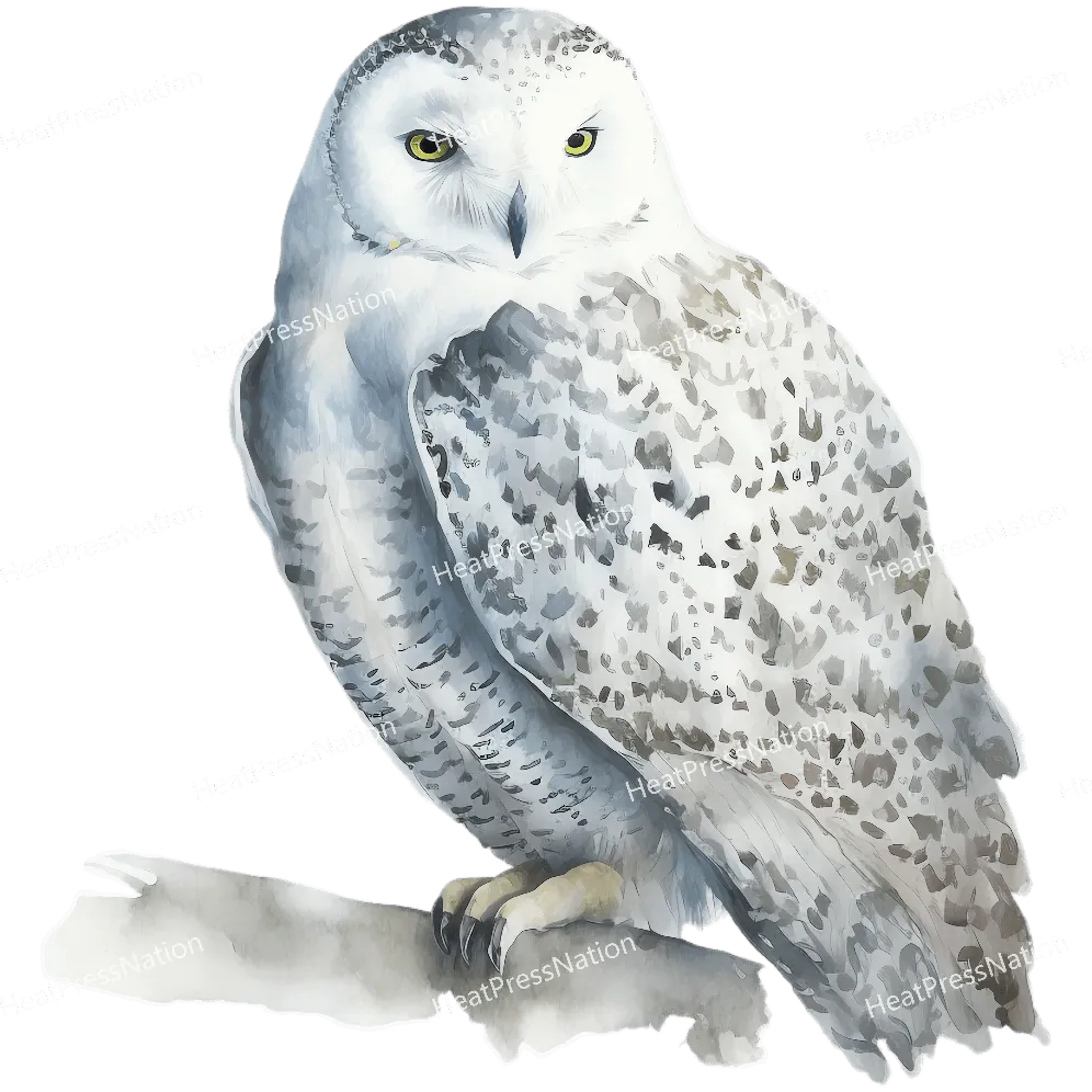 White Owl Side Design